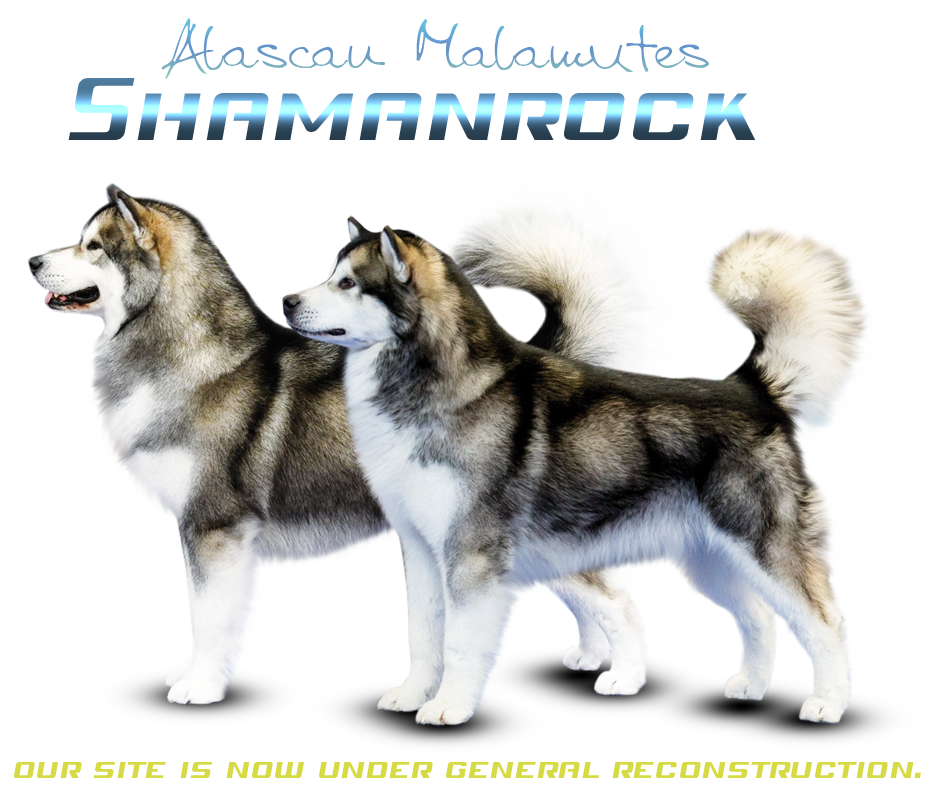 Alascan Malamute Shamanrock kennel